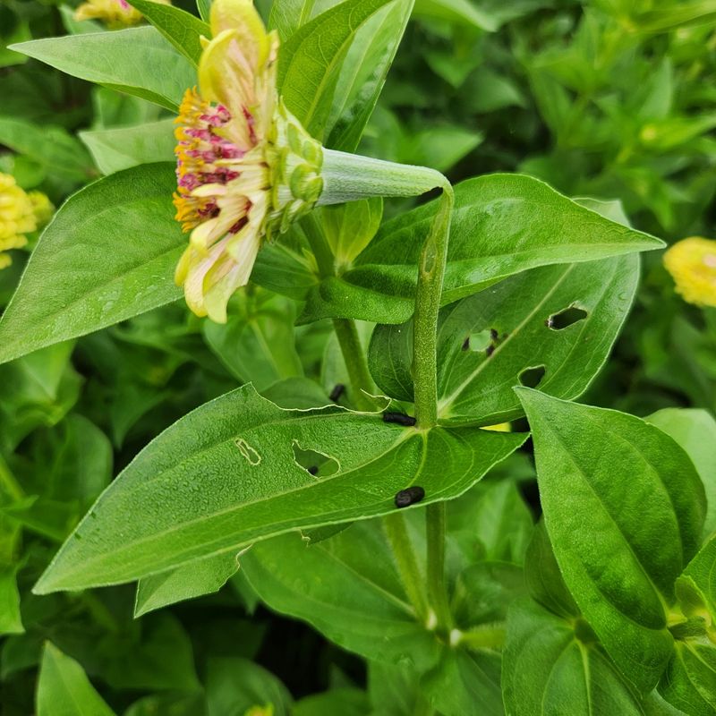 Monitor For Pests And Treat Early