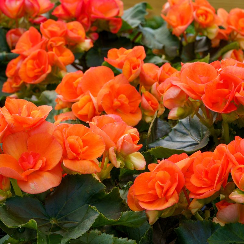 Pinch Back Stems For Bushier Growth