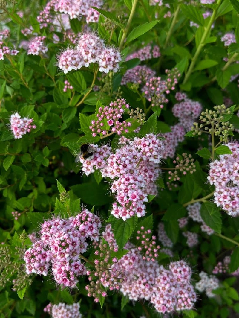 Summer-Flowering Spirea (Spiraea Japonica)