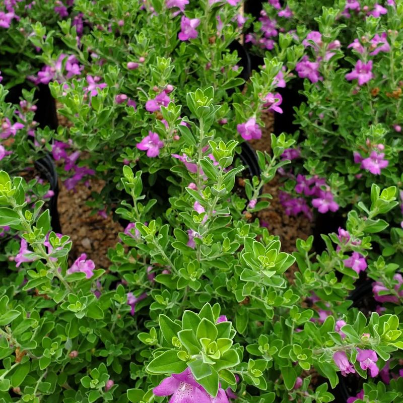 Silvery Foliage Reflects Heat On Texas Sage
