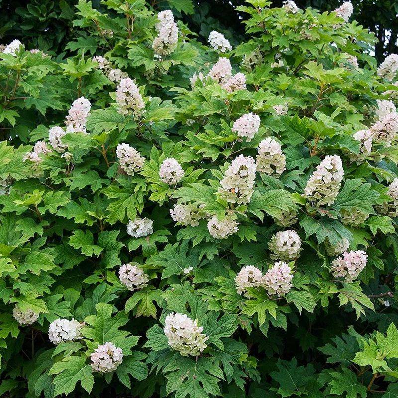 Oakleaf Foliage That Stays Strong Through Humid Summers
