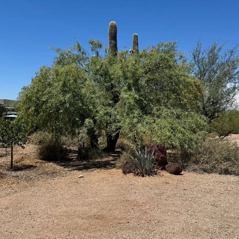 Stronger Root Systems Handle Extreme Heat Better