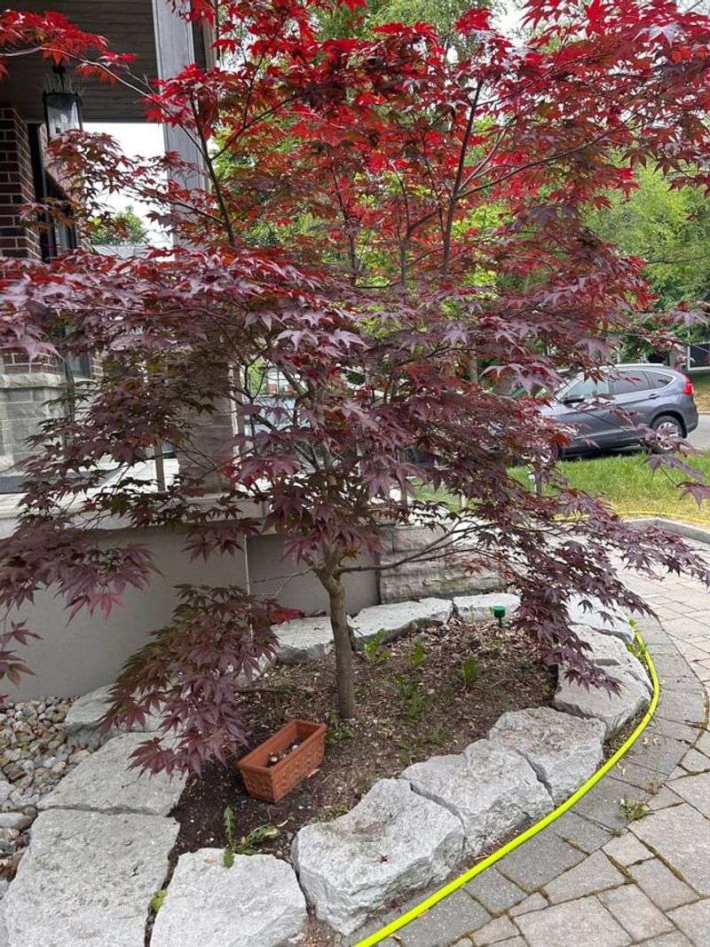 Refresh Mulch Without Burying The Tree Trunk