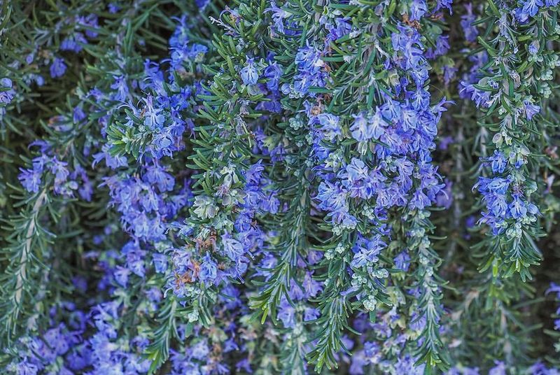 Attractive Foliage And Flowers