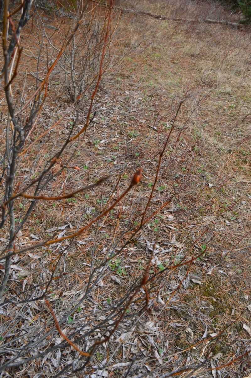 Mild Winters Can Intensify Early Spring Foraging