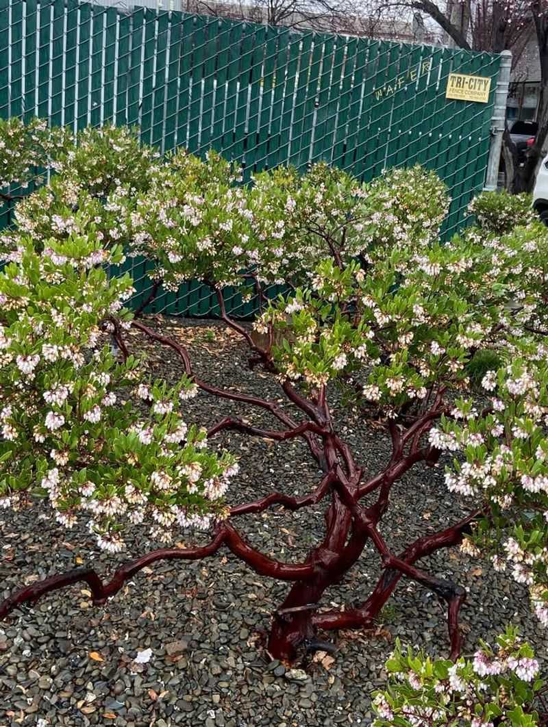 Manzanita 'Howard McMinn' (Arctostaphylos densiflora)