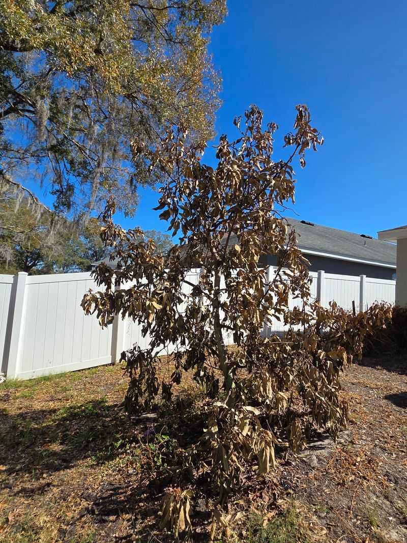 Avoid Forcing Tender Growth Too Soon