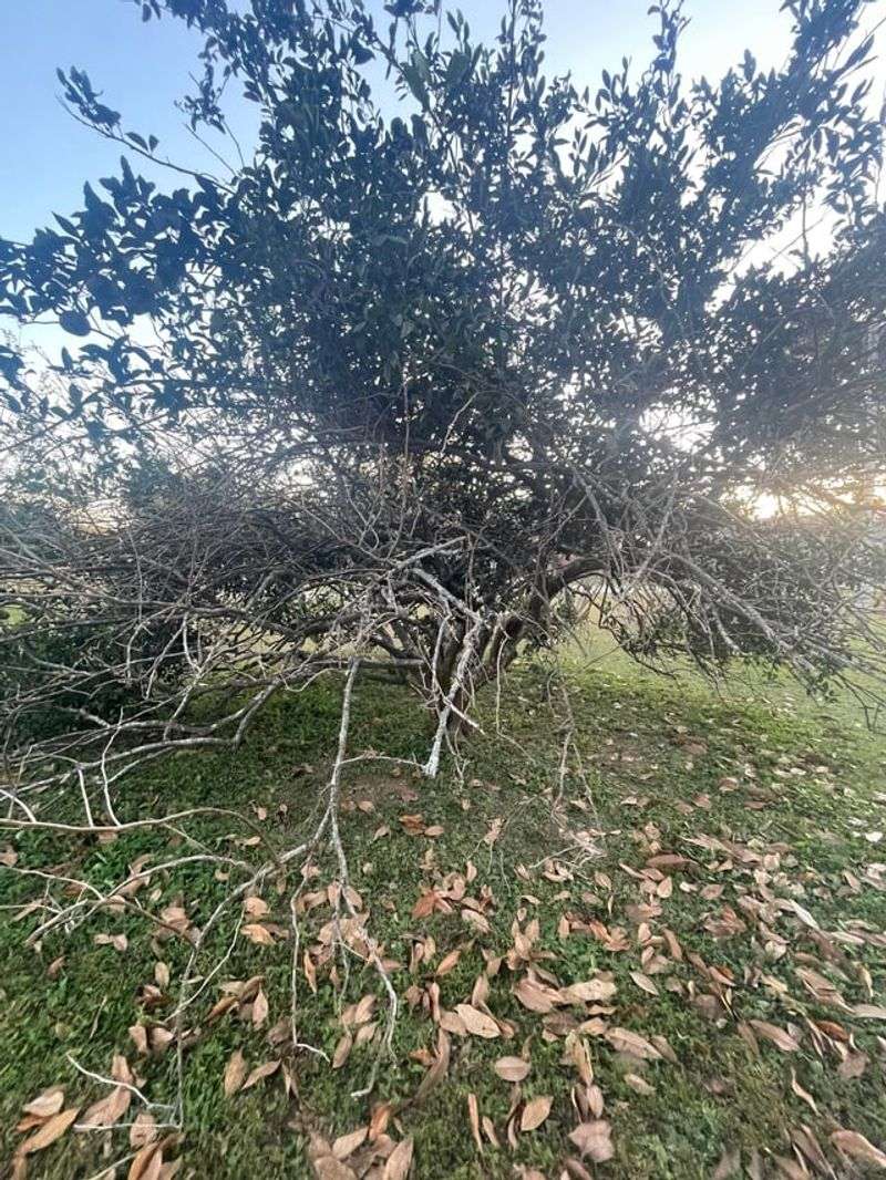 Remove Only Clearly Damaged Wood