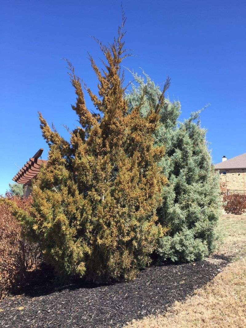 New Growth Appearing Below The Injury