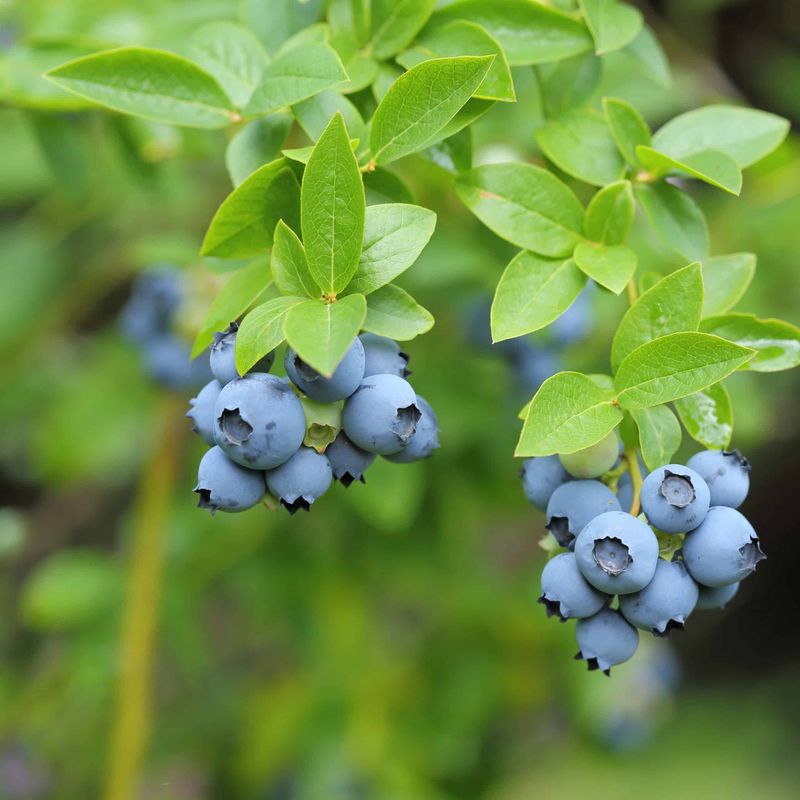 Highbush Blueberry Is A Native Backyard Favorite