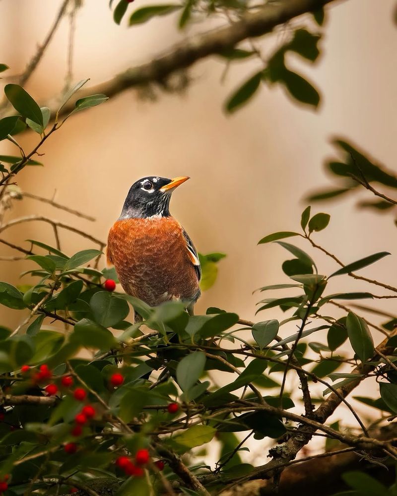 Feeds Birds And Welcomes Pollinators