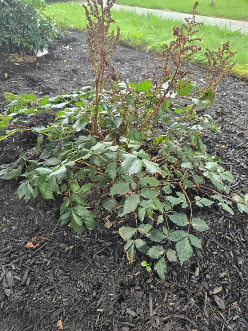 Astilbe Can't Handle Dry Desert Conditions