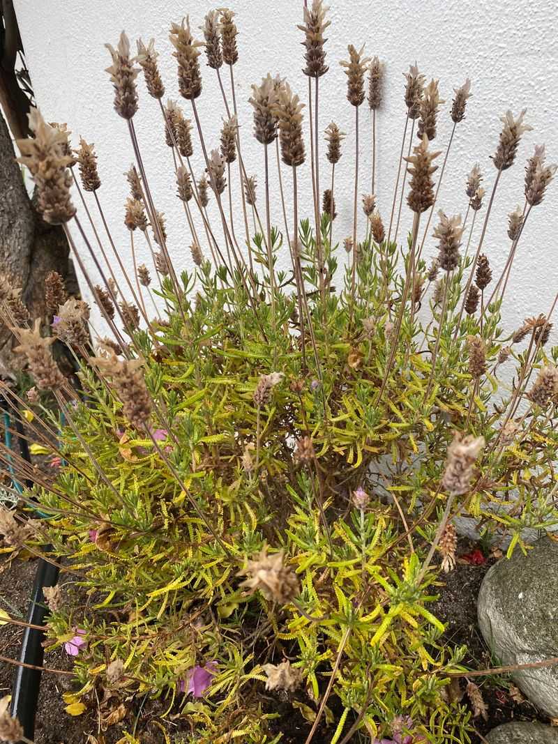 English Lavender Struggles In Georgia's Humidity And Clay Soil