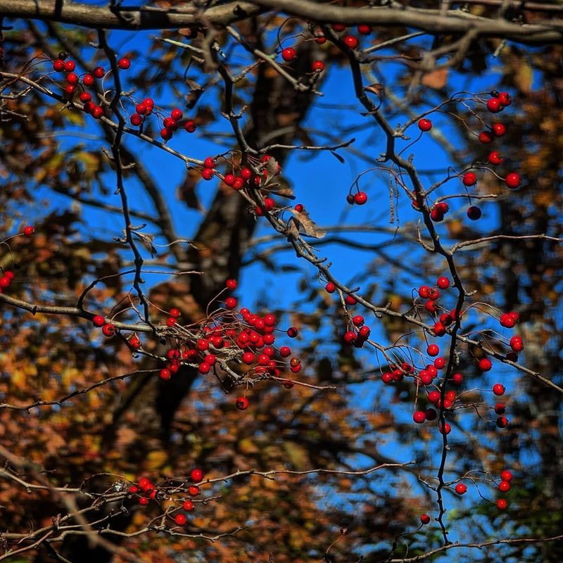A Native Tree Well Adapted To Michigan Conditions