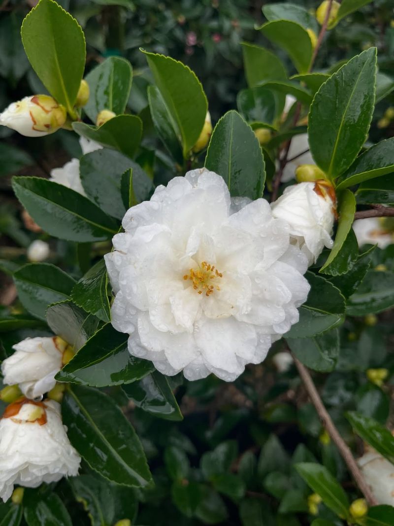 Long Lived Shrubs That Can Thrive For Decades