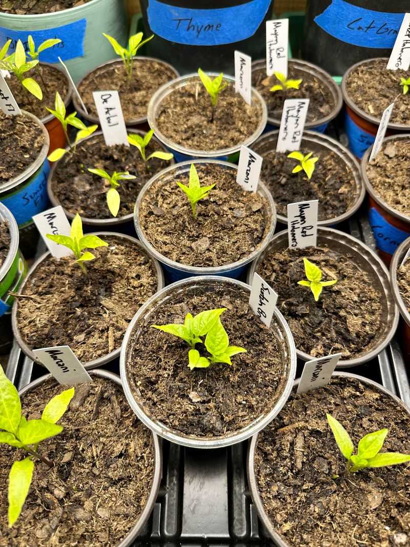 Yellowing Leaves Signal Hunger – Start Gentle Fertilization