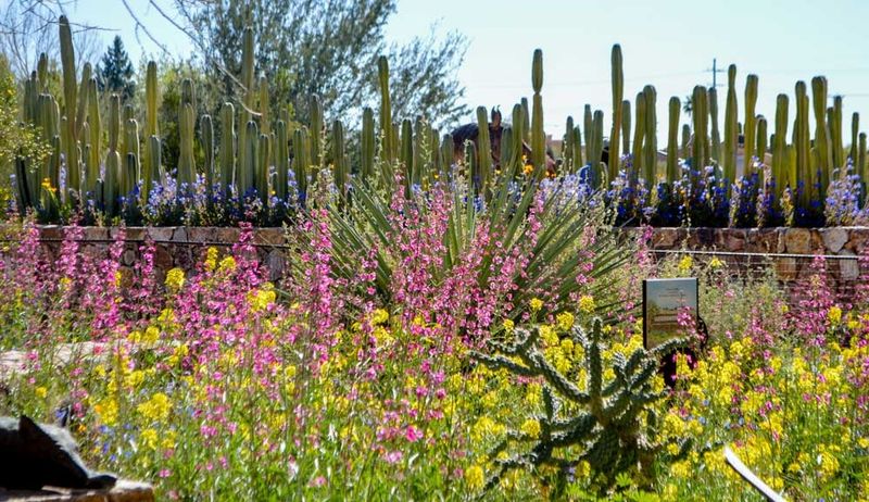 Tohono Chul Garden Blends Desert Ecology With Cultural Heritage