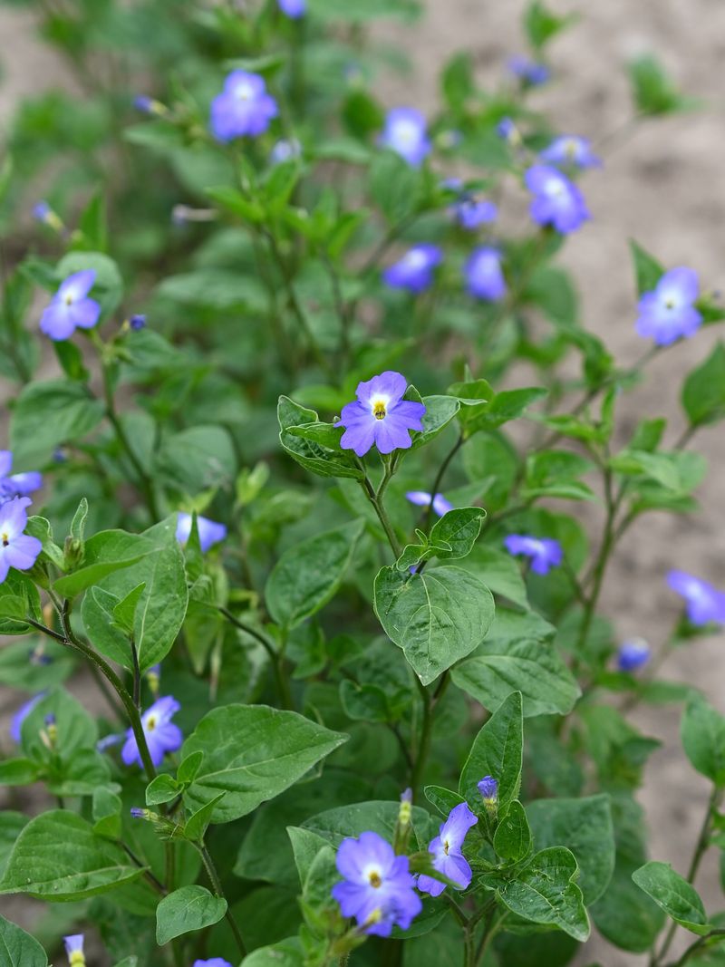 Goodding's Verbena Adapts Well To Sudden Temperature Shifts