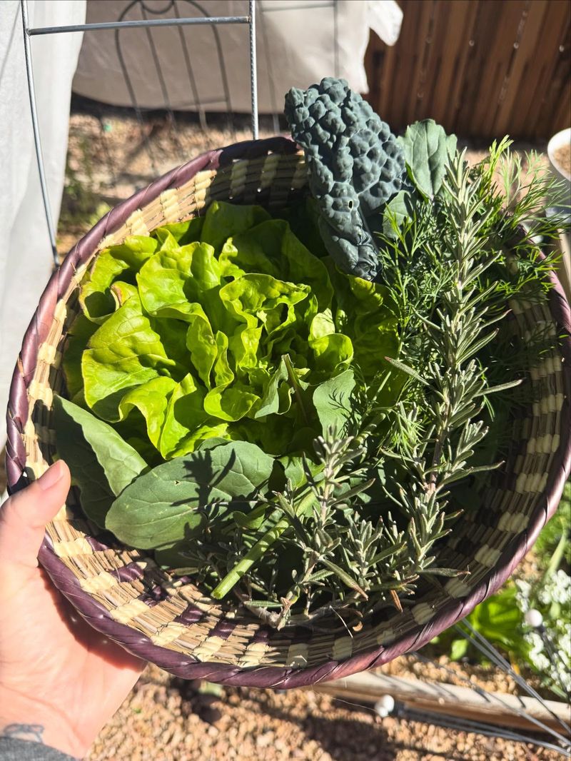 Successful Arizona Gardens Balance Tradition With Climate Facts