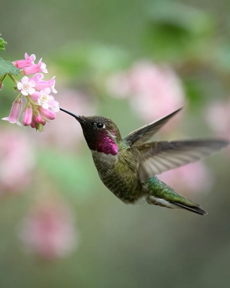 Chaparral Currant (Ribes malvaceum)