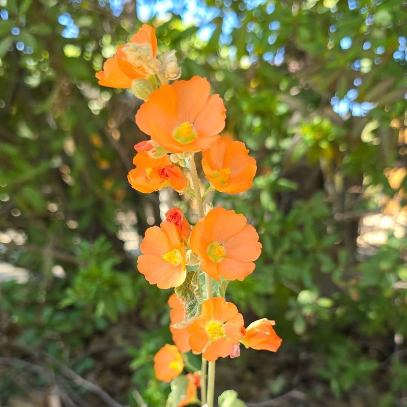 Desert Globemallow Glows Bright Even In Harsh Afternoon Sun
