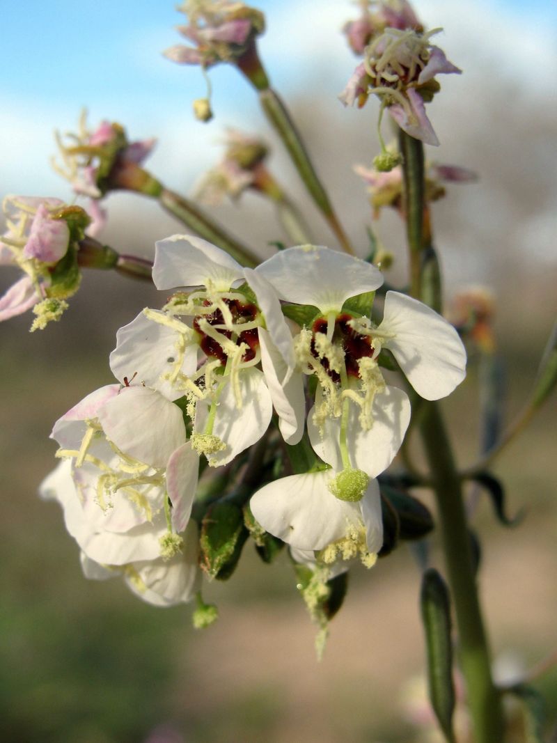 Brown-Eyed Primrose (Chylismia claviformis)