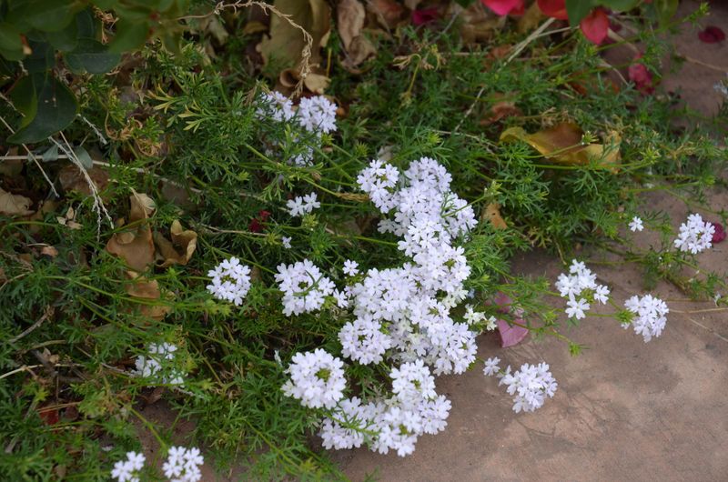 White Trailing Verbena Spreads Bright White Flowers In Sunny Arizona Beds