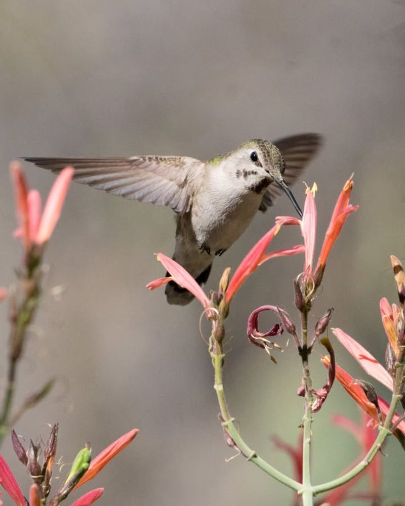 Chuparosa Fuels Hummingbirds During Dry Months