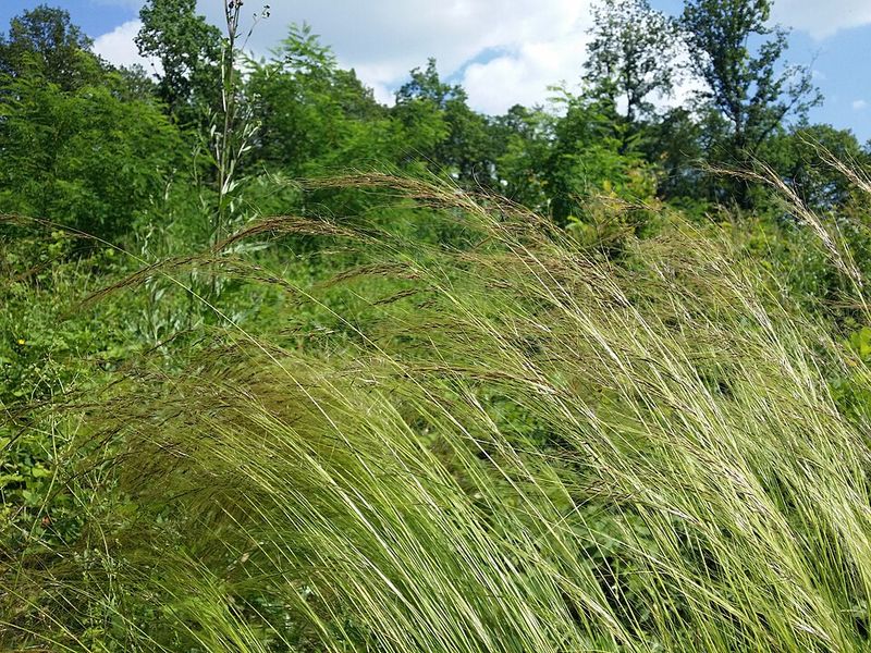 Mexican Feather Grass Adds Soft Movement In Desert Heat