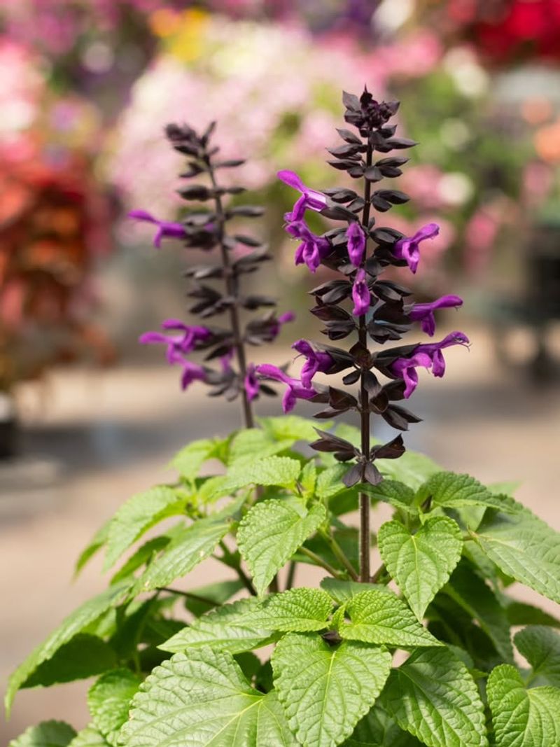 Salvia Handles Heat While Attracting Pollinators