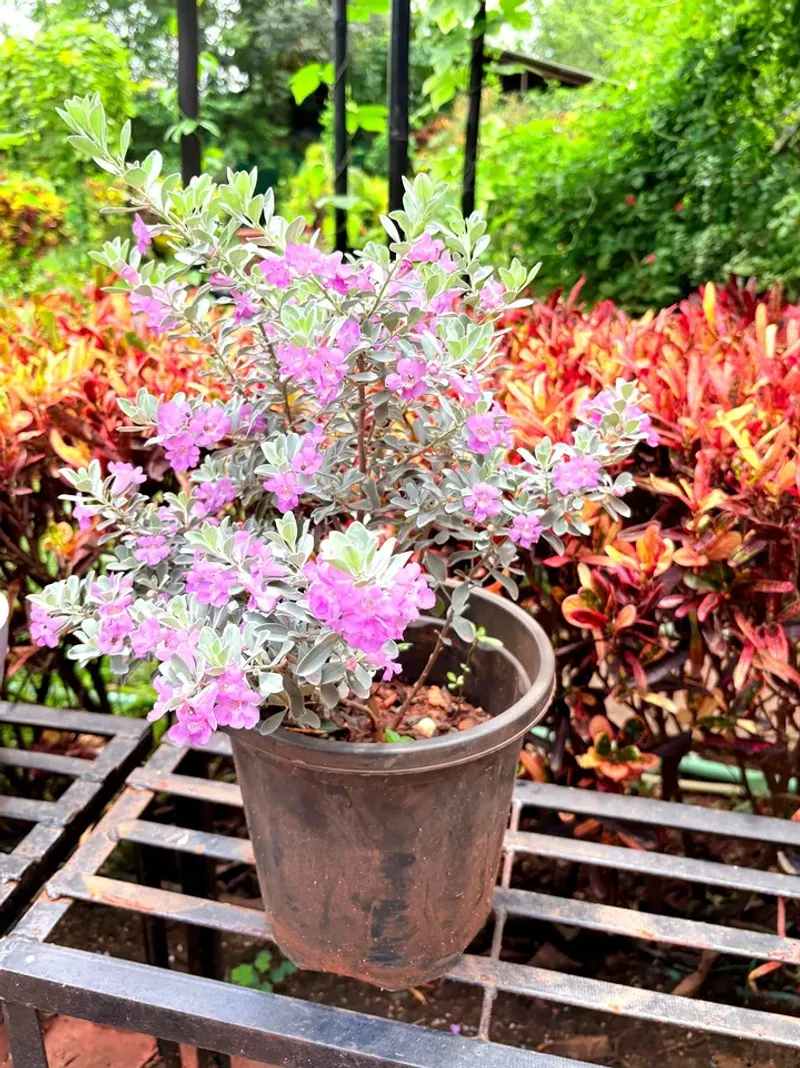 Texas Sage Waits For Humidity Then Steals The Show
