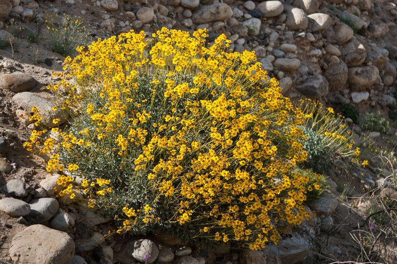 Brittlebush Prepares For Its Golden Spring Show