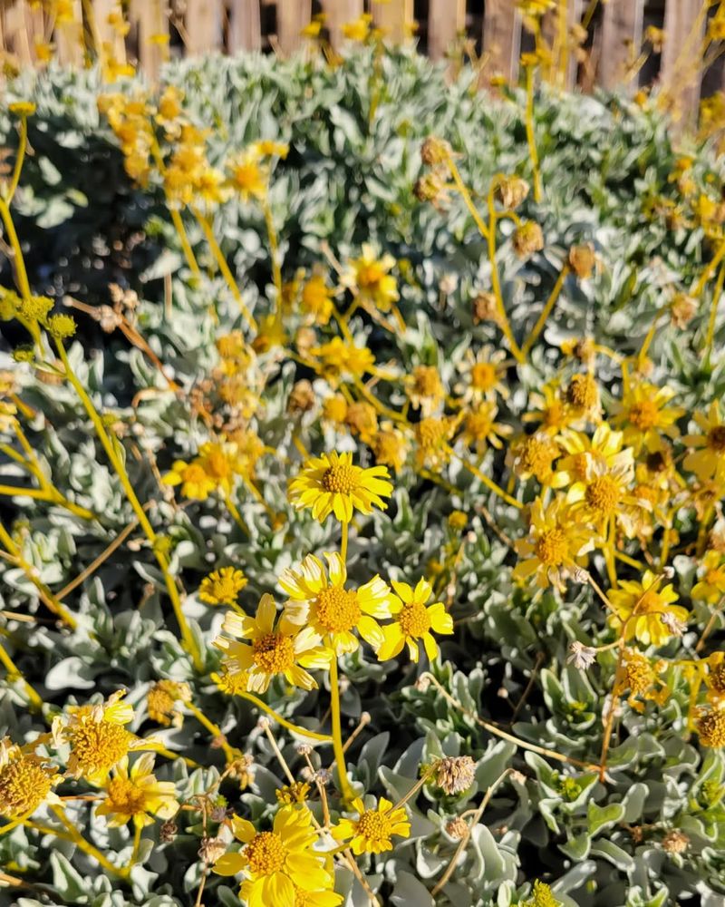 Brittlebush