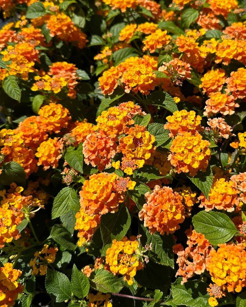 Orange Lantana Keeps Blooming When Temperatures Soar