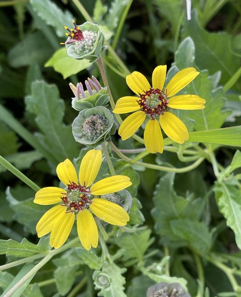Chocolate Flower Returns Each Year With Heat-Proof Blooms
