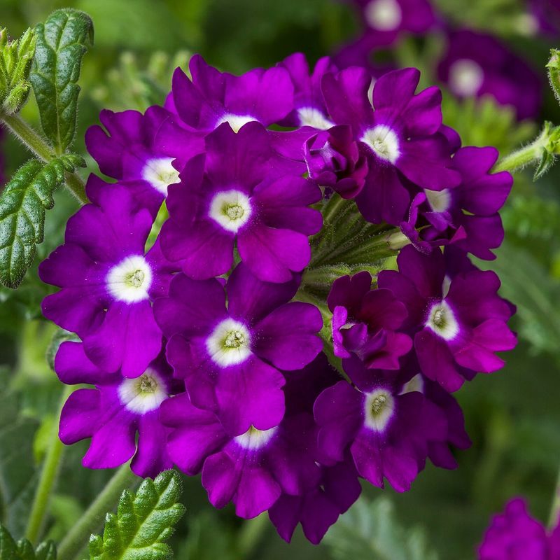 Trailing Verbena Spreads Vibrant Spring Blooms Across Beds