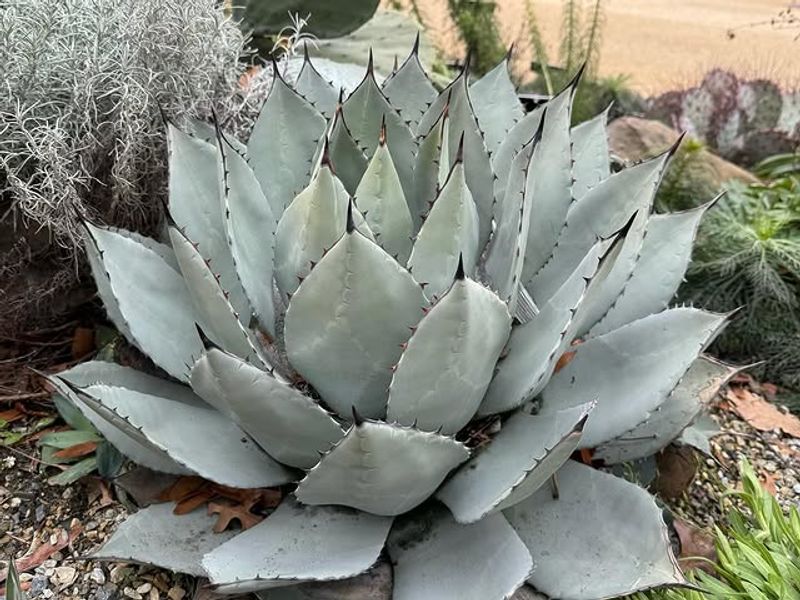 Parry's Agave Develops Structure Before Its Dramatic Spike