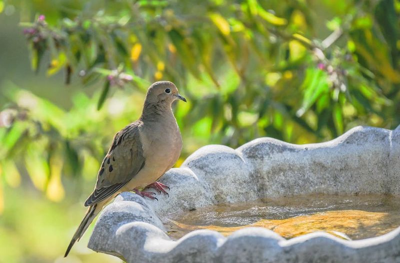 Ground-Level Access Increases Visits From Doves And Quail