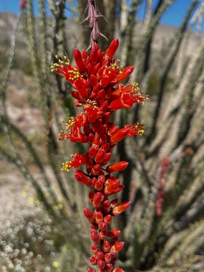 Ocotillo Produces Striking Red Flowers With Little Water