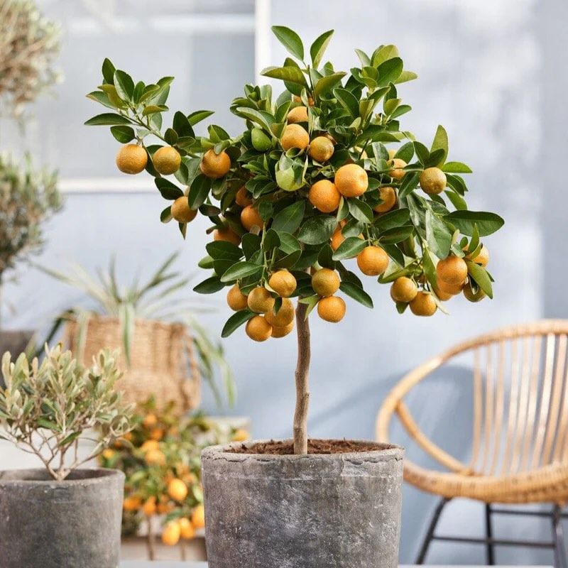 Dwarf Citrus Trees Handle Arizona Heat And Stay Productive In Containers