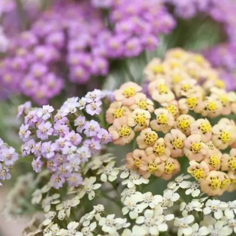 Yarrow (Achillea millefolium)