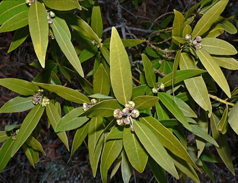 California Bay Laurel (Umbellularia californica)