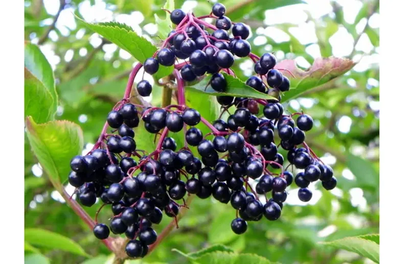 Blue Elderberry (Sambucus nigra ssp. caerulea)