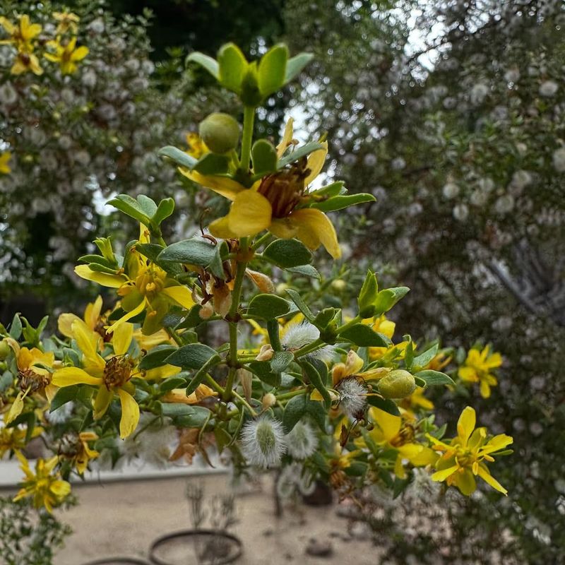 Creosote Bush