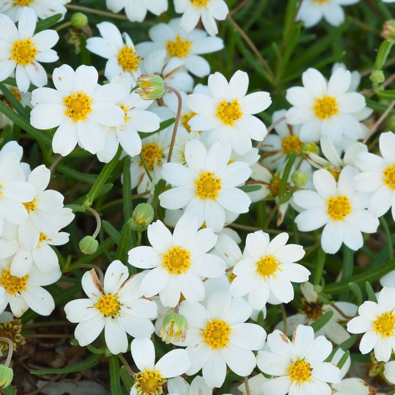 Blackfoot Daisy Tolerates Rapid Temperature Changes Without Stress
