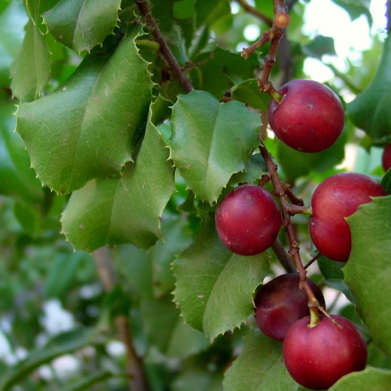 Hollyleaf cherry (Prunus ilicifolia)