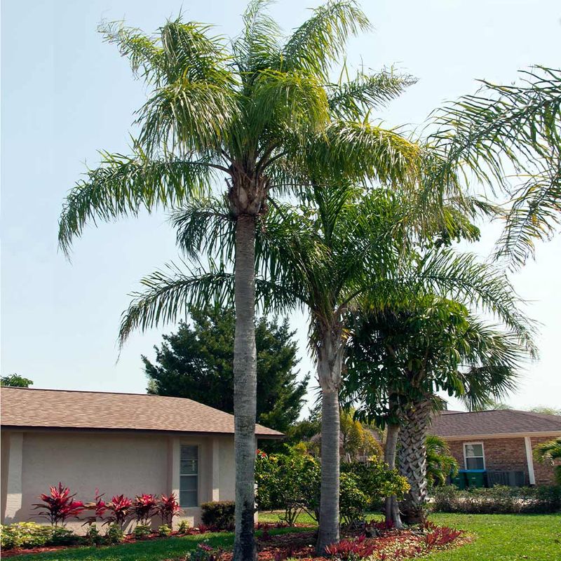Balance Height And Spread In Palm Clusters