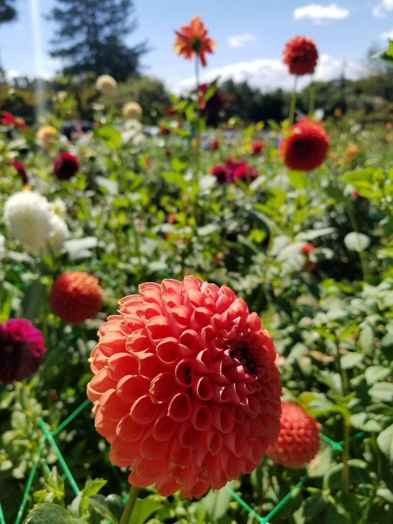 Garden Showcases Native And Ornamental Plants