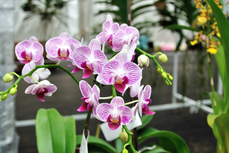 indoor orchids
