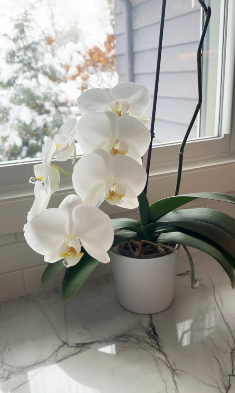 Keep Orchids Away From Cold Drafts